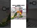 何度もおもちゃを横取りされた姉オウム、ついにキレる💢ww【モモイロインコ】 #shorts