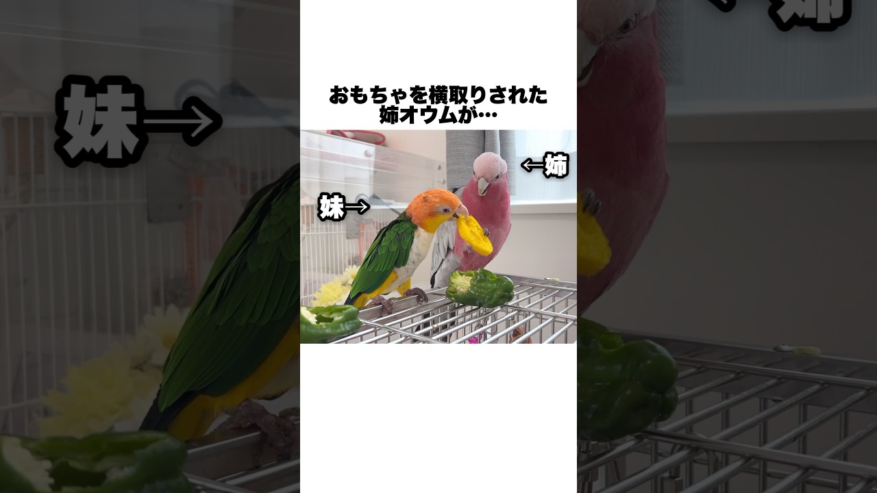 何度もおもちゃを横取りされた姉オウム、ついにキレる💢ww【モモイロインコ】 #shorts