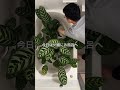 植物とお風呂時間 #観葉植物 #インテリア #ひでまる #グリーンアドバイザー #カラテア #カラテアマコヤナ #虫対策
