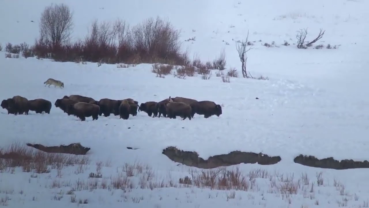 Junction Butte Wolf Pack, Lamar Valley, Yellowstone National Park, Wyoming