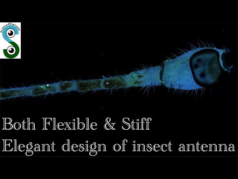 What Makes The Antenna Flexible In Insects