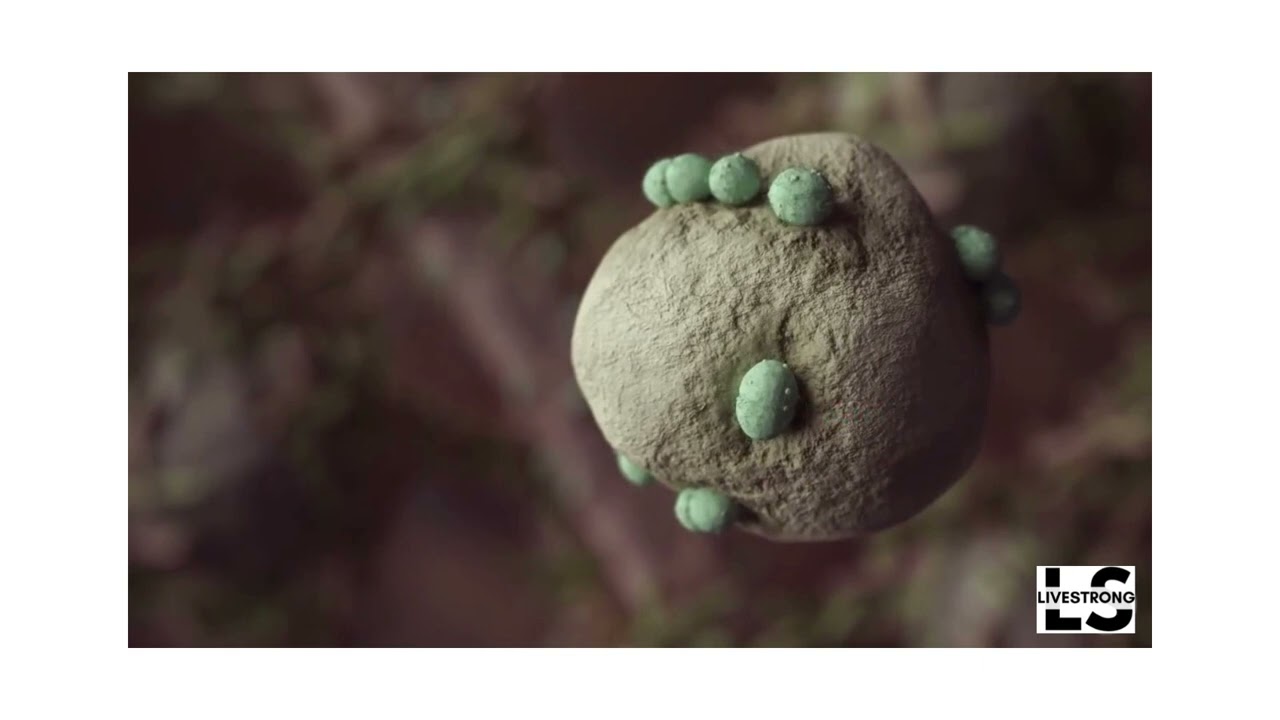 Resistant Starch  Colon Health