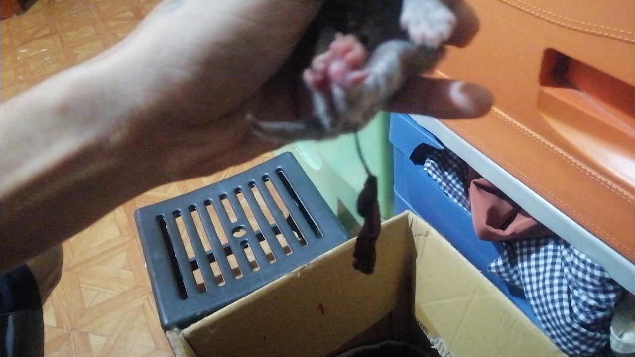 This is How to Cut Kitten's Umbilical Cord 👍🙀 YouTube