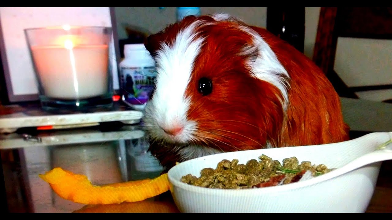 [기니피그]9탄.[ASMR HD]Guinea Pig Crying,Making Noise기니피그 울음소리 YouTube