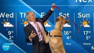 Top 20 Funniest Live TV FAILS