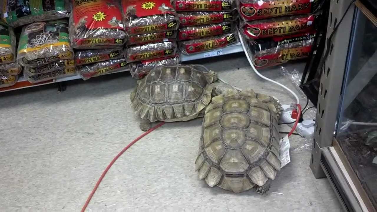 sulcata tortoise for sale Wandering Tortoises....