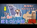 アメリカ留学中、飼いイッヌに池へ突き落とされた話【猫ミーム総集編】