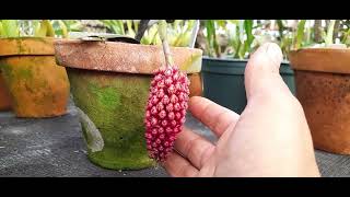 Cultivo Da Orquídea Robiquetia Cerina