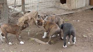 3 Cos Szuka Rongyozik