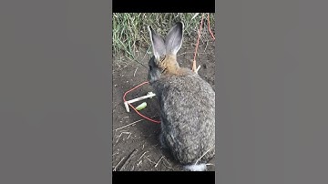 Cool Rabbit Trap #shorts