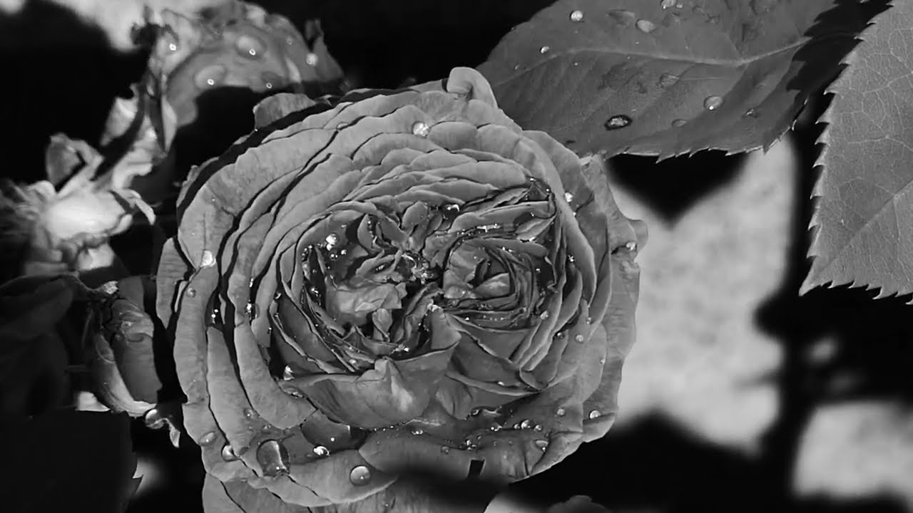 3 minutes of a garden in black and white
