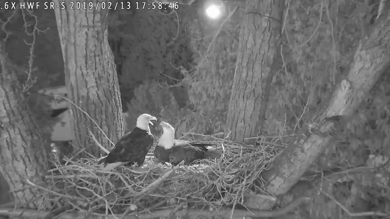 bald eagles in wisconsin 2019 02 13 - 5:54 pm Surrey Reserve - South Cam