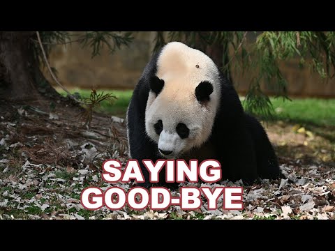 🐼 #Giantpanda Xiao Qi Ji: Saying Goodbye #pandastory - YouTube