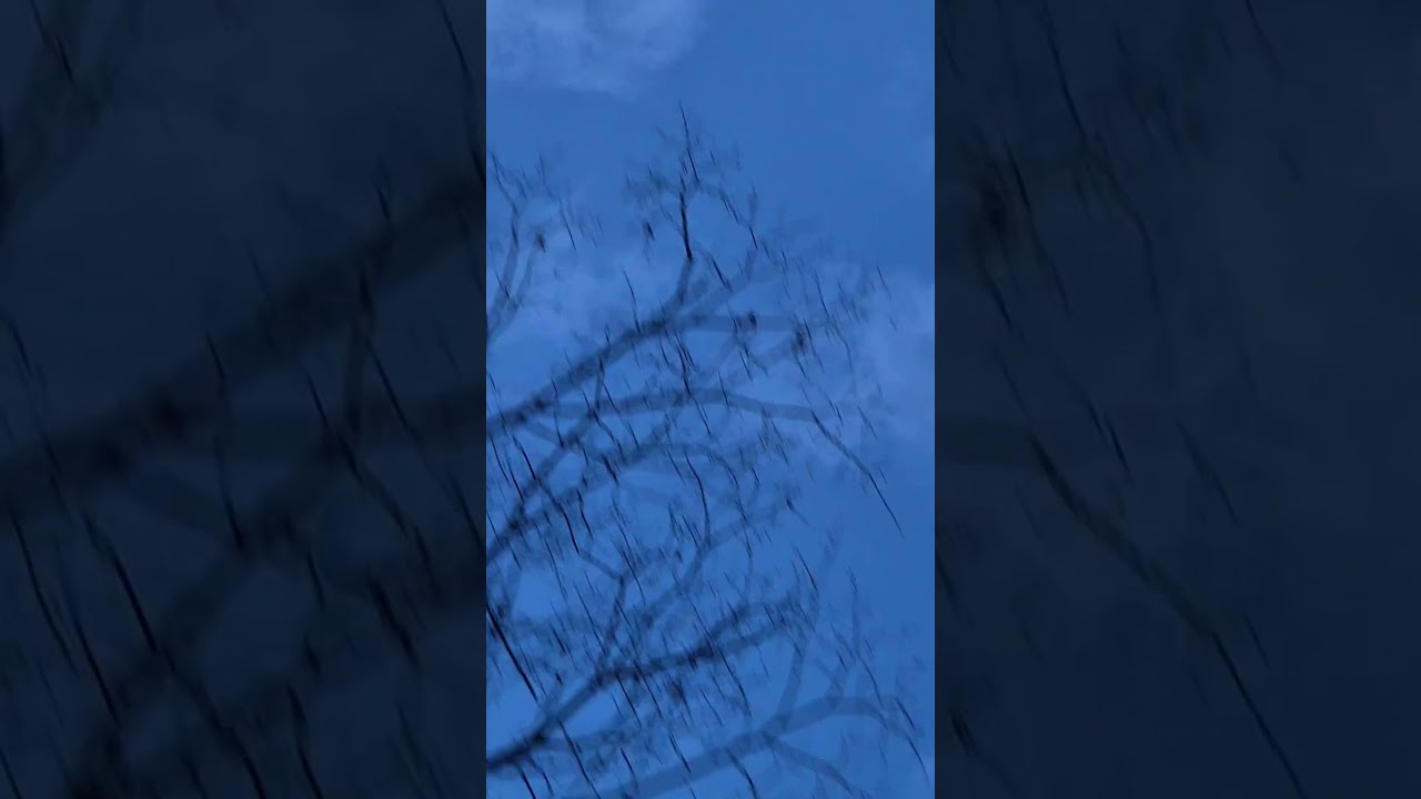 작은 꽃ㆍPetite FleurㆍThe Big Chris Barber BandㆍSidney Bechet