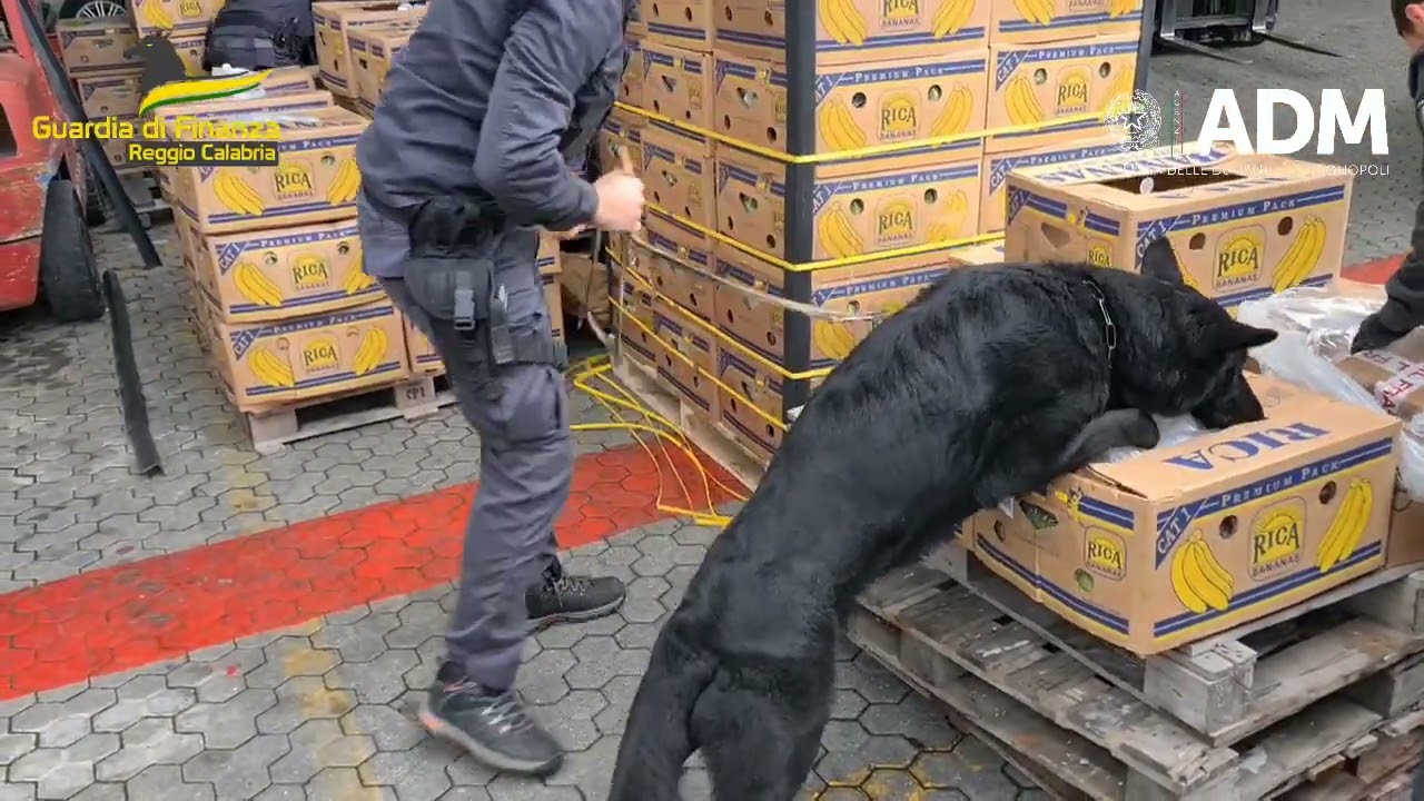 Sequestro record di droga al porto di Gioia Tauro