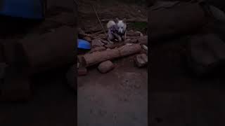 #new #clothing #dog #dogshorts #animallovers #familyvlog #cute #enjoy #yt #ytshorts #ytviral #pahadi