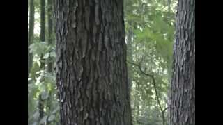 Black Cherry ( Prunus serotina ) identification video