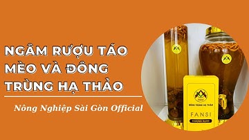 Ngâm Rượu Táo mèo và Đông trùng hạ thảo| Hotline: 0865.19.79.39