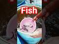 Big Fish Hunter: My Largest Catch #fishing #fish #shortsfeed #bigfish #foryou #mrfish