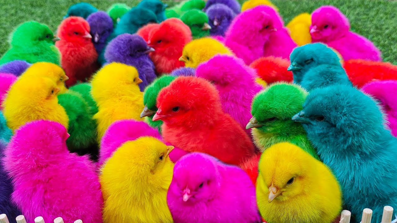 World Cute Chickens, Colorful Chickens, Rainbows Chickens, Cute Ducks ...