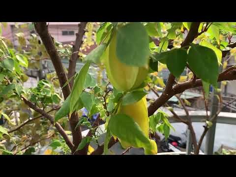 TẬP 5: BÁN NGÂM - youtube