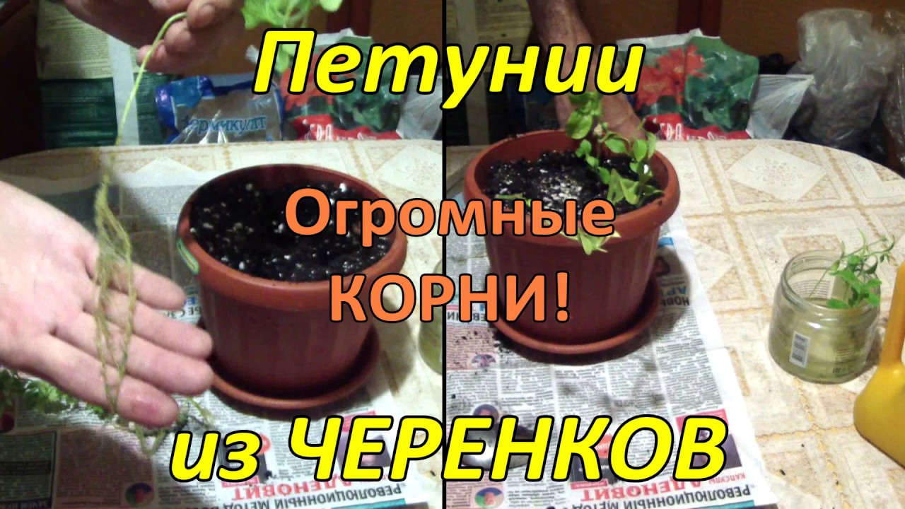 Петунии из ЧЕРЕНКОВ ОСЕНЬЮ .