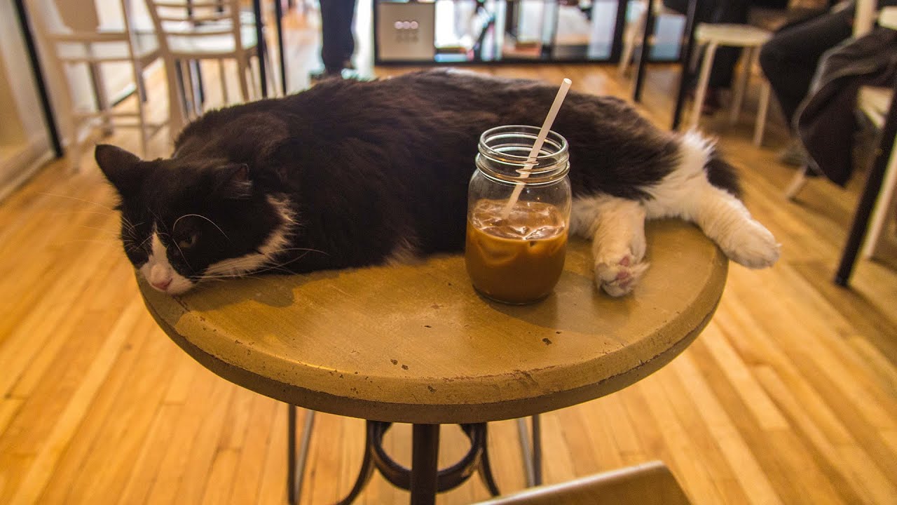 CRAZY CAT LADY CAFE