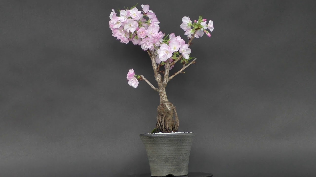 桜盆栽の育て方ガイド 水やりや剪定 植え替えなど手入れの6つのコツを解説 暮らし の