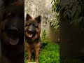 Dag Video Shorts Shortvideo Youtubeshorts 