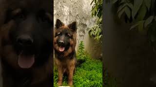Dag video🐶 #shorts  #shortvideo #youtubeshorts