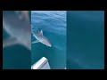 Ref:OVoQpaJHwpI Un requin de 2 m dans le port de tr�gastel !