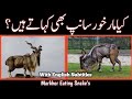 Facts About Markhor,,, Why Markhor Eat Snakes?