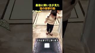 飼い主を守る猫🐱❤️