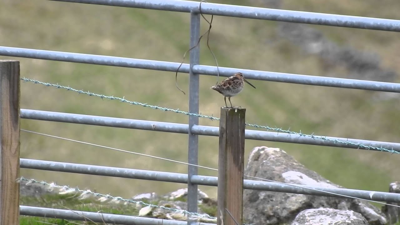 camera iphone 8 plus apk Snipe