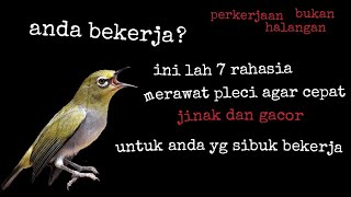 Cara merawat burung pleci ??|| ini lah tips & trik agar pleci cepat jinak dan gacor ||