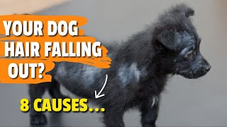 BALD Spots in DOGS: 🐶👩‍🦲 8 Common Proven Causes