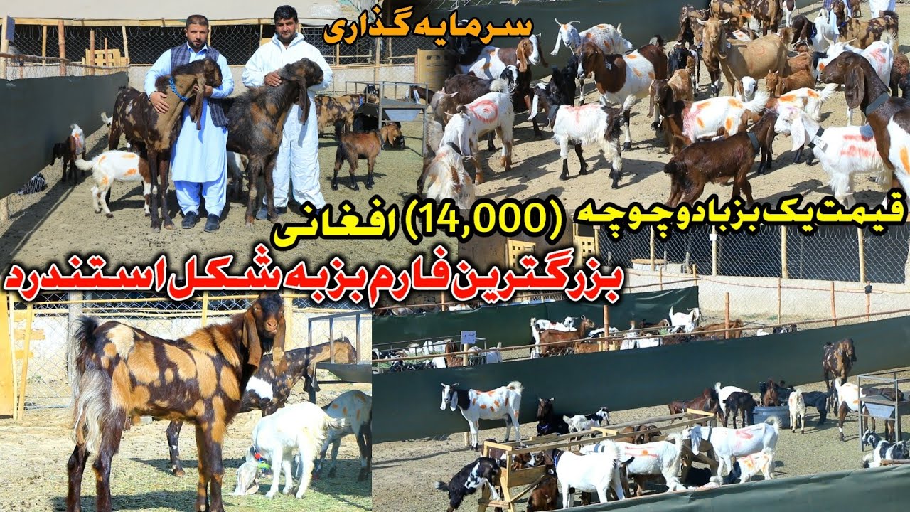با سرمایه #خیلی کم بهترین روش پولدار شدن || how the day begins in a Goat farm || بزرگترین فارم بز 