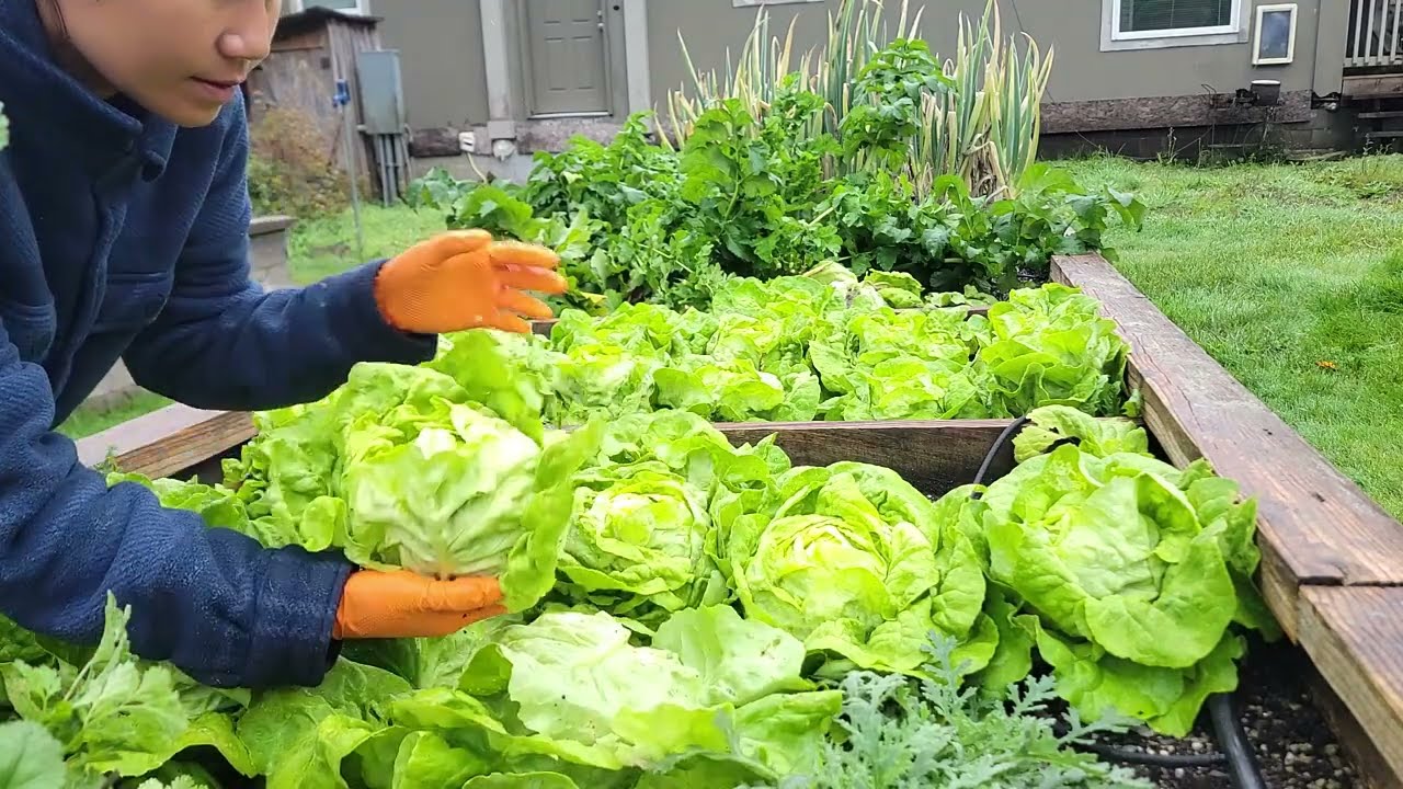 FULL VIDEO, THU HOẠCH XÀ LÁCH CUỘN, TÁO MỸ,BÔNG CẢI TÍM