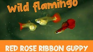 അടിപൊളി വൈൽഡ് ഫ്ലമിംങ്ങോ റെഡ് റോസ് റിബ്ബൺ ഗപ്പികൾ   I  Wild flamingo red rose ribbon guppies by Nisar Vlogs 345 views 3 years ago 2 minutes, 17 seconds