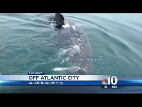 Massive Great white shark circles boat off Atlantic City NJ - June 2013