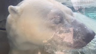 Cutest Polar Bear EVER Kali ❤️ Saint Louis Zoo