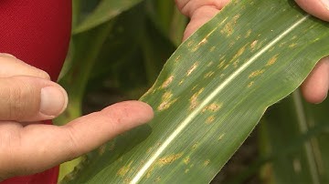 How to Tell the Difference: Common and Southern Corn Rusts