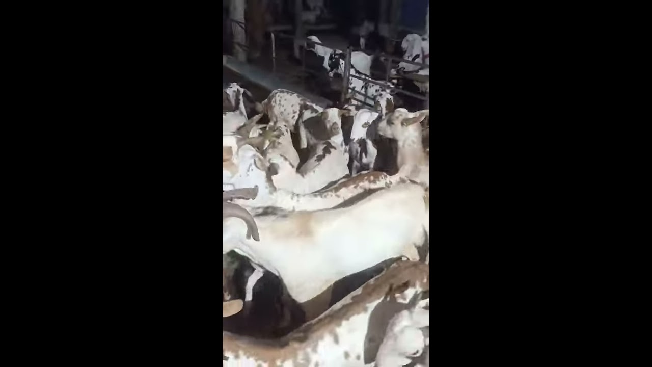 Barbari goat farm, Muzaffarpur, Bihar, Mob-9852990008