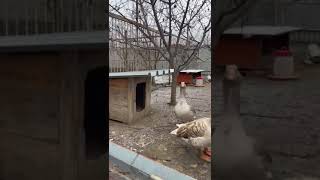 Горьковские гуси