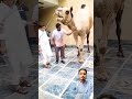 Camel Qurbani 2k24 Camel Eid2024 Shortvideo Shorts Viral Shortsfeed