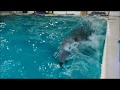 体感!イルカの速さ Dolphins swimming fast