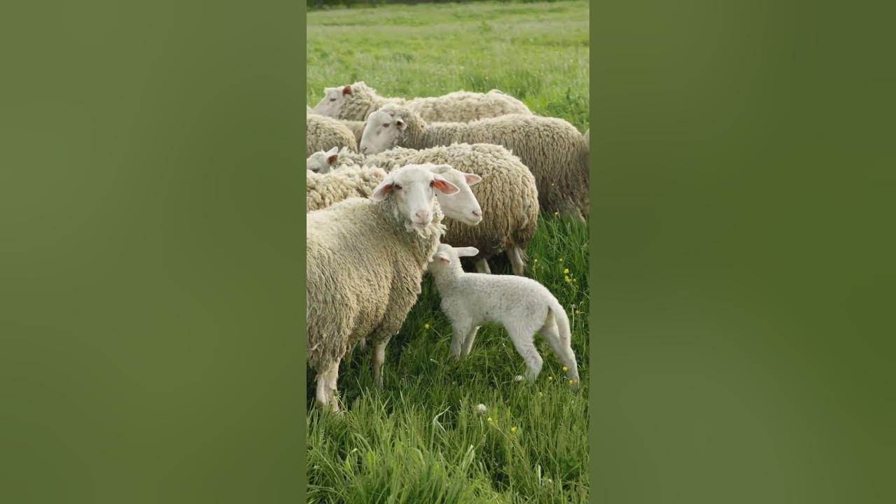 what-do-sheep-mean-in-lebanese-arabic-dialect-sheep-farm-animals