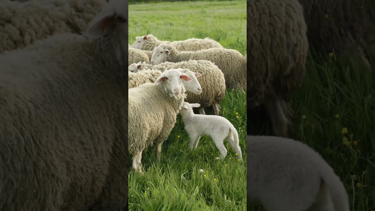 What Do Sheep Mean In Lebanese Arabic Dialect sheep farm animals What Do Sheep Mean In Lebanese Arabic Dialect sheep farm animals