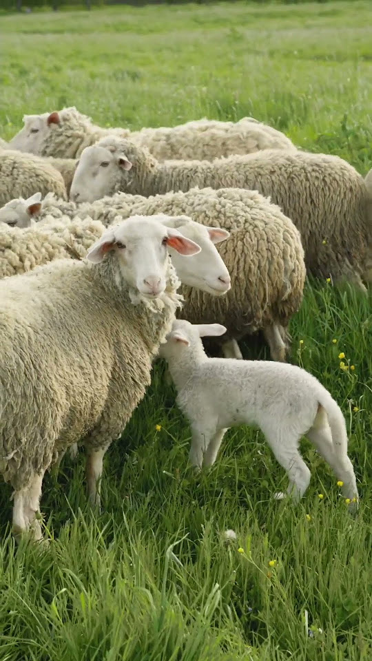 what-do-sheep-mean-in-lebanese-arabic-dialect-sheep-farm-animals