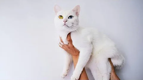 Video 5246181: breed turkish angora, cute cat kittens eyes, odd eyes cat